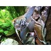 Skalár Leopard -Pterophyllum scalare / leopard