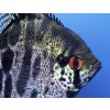 Skalár Leopard -Pterophyllum scalare / leopard