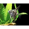 Skalár Leopard -Pterophyllum scalare / leopard