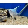 Skalár Paraiba - Pterophyllum scalare / paraiba