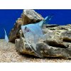 Skalár Paraiba - Pterophyllum scalare / paraiba