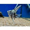 Skalár mramorový Modrý - Pterophyllum scalare / blue marble