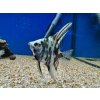 Skalár mramorový Modrý - Pterophyllum scalare / blue marble