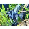 Skalár mramorový Modrý - Pterophyllum scalare / blue marble