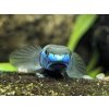Hlaváč Blue Neon - Stiphodon Atropurpureus