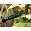 Hlaváč Blue Neon - Stiphodon Atropurpureus