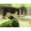 Krevetka Pinokio - Caridina / gracilirostris