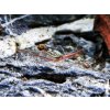 Krevetka Pinokio - Caridina / gracilirostris