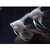 Skalár Platinum - Pterophyllum scalare / platinum white