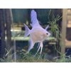 Skalár Platinum - Pterophyllum scalare / platinum white