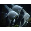 Skalár Platinum - Pterophyllum scalare / platinum white