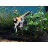 Skalár mramorový gold head - Pterophyllum scalare / marble gold head