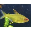 Tetra citrónová - Hyphessobrycon / pulchripinnis