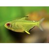 Tetra citrónová - Hyphessobrycon / pulchripinnis