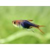 Razbora Purple Harlequin - Rasbora / heteromorpha Purple