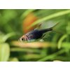 Razbora Purple Harlequin - Rasbora / heteromorpha Purple