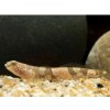 Hlaváč Dragon Micro Goby - Schismatogobius risdawatiae
