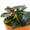 Bucephalandra sordidula 'Blue'