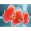Diskus Red Valentine - Symphysodon / Red Valentine