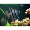 Skalár amazonský Rio Nanay - Pterophyllum scalare Rio Nanay