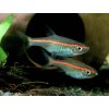 Razbora červenopruhá - Rasbora / pauciperforata
