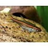 Razbora červenopruhá - Rasbora / pauciperforata
