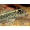 Mrenka Red Tail - Garra / redtail