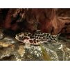Sumček Tatia perugiae - Centromochlus perugiae