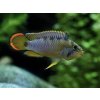 Cichlidka Nijssenova (Panda) - Apistogramma / nijsseni