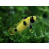 Cichlidka Nijssenova (Panda) - Apistogramma / nijsseni