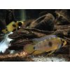 Cichlidka Nijssenova (Panda) - Apistogramma / nijsseni