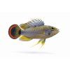 Apistogramma agassizii v zdravom plávaní