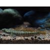 Hlaváč Ornatus - stiphodon ornatus