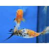 Mečúň Koi Tricolor - Xiphophorus helleri / koi tricolor