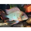 Perleťovka guianská - Geophagus / surinamensis