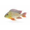 Zelený teror cichlid v plnom zábere