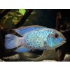 Akara eletric blue - Andinoacara pulcher / electric blue