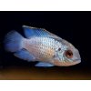 Akara eletric blue - Andinoacara pulcher / electric blue