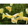 Gupka full gold -Poecilia reticulata / full gold