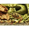 Štvorzubec trpasličí - Carinotetraodon travancoricus