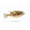 Malý pufferfish na bielom pozadí