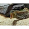 Sladkovodná Muréna - Gymnothorax / polyuranodon