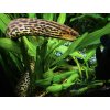 Sladkovodná Muréna - Gymnothorax / polyuranodon