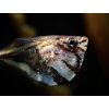 Sekernatka mramorová - Carnegiella / strigata