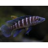 Ostriežik válcovitý - Neolamprologus cylindricus
