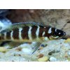 Ostriežik válcovitý - Neolamprologus cylindricus