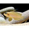 Ostriežik šnečí zlatý - Lamprologus ocellatus gold