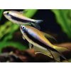 Tetra cisárska - Nematobrycon / palmeri