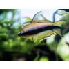 Tetra cisárska - Nematobrycon / palmeri