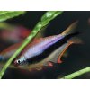 Tetra cisárska - Nematobrycon / palmeri